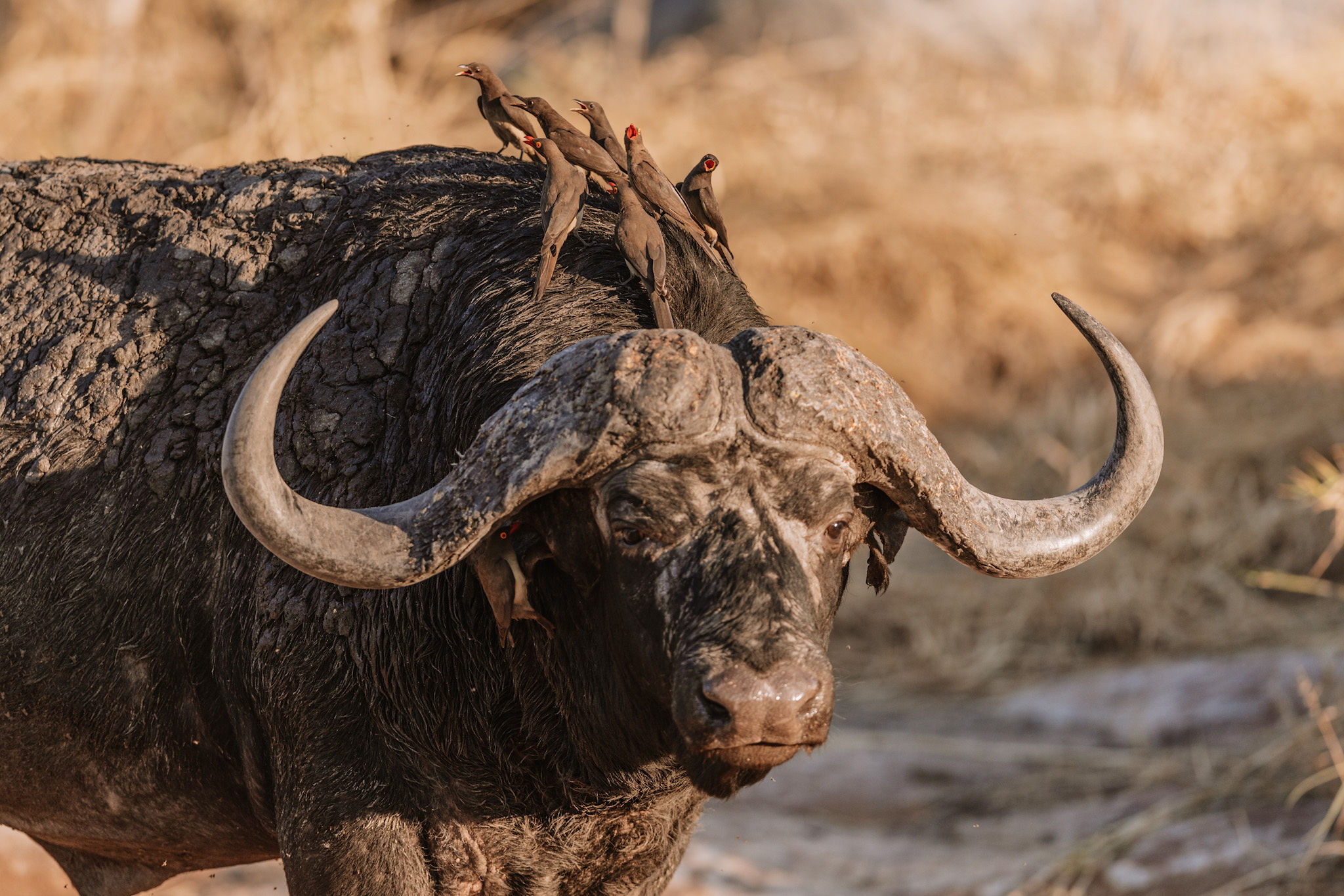 lp-0